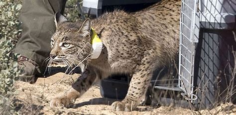 Fin de semana trágico para los linces de Doñana RTVE es