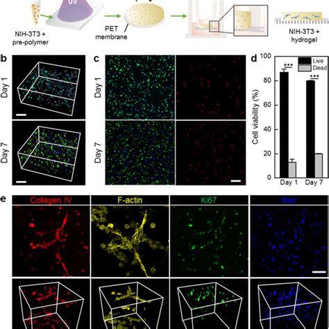 A Schematic To Illustrate The Nih T Fibroblast Encapsulation