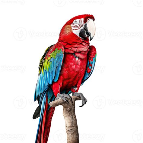 Macaw parrot isolated on transparent background, created with ...