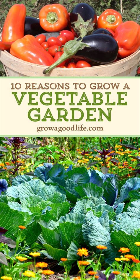 10 Reasons To Grow A Vegetable Garden Spring Vegetable Garden