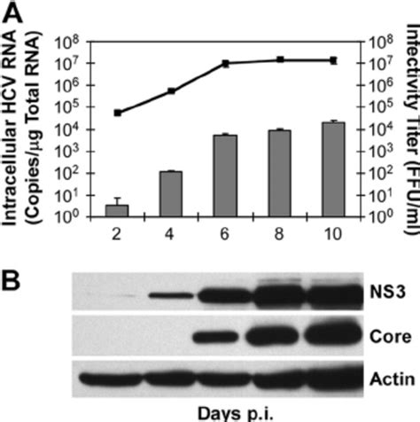 HCV NS3 Protein Accumulation Parallels Infection Kinetics A Huh7