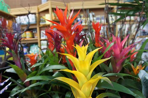 Escape To The Tropics With Bromeliads And Orchids Sloat Garden Center