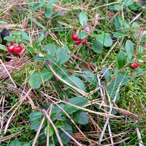 Wilde Preiselbeere Vaccinium Vitis Idaea Bio