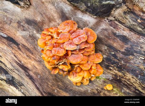 Brujas mantequilla hongos creciendo en un viejo tocón de árbol