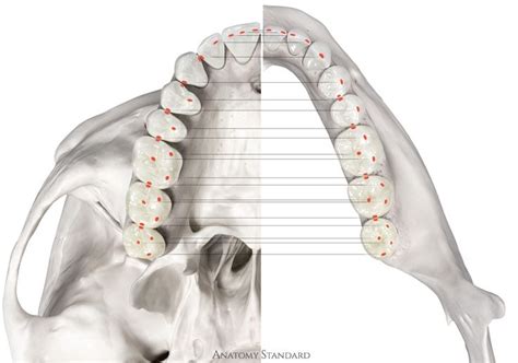 Points Of Contact Of Opposite Teeth In Centric Occlusion