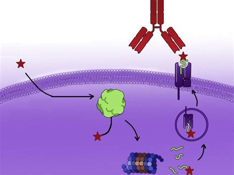 KRAS-Targeted Therapy Doubles as Component of Immunotherapy - NCI