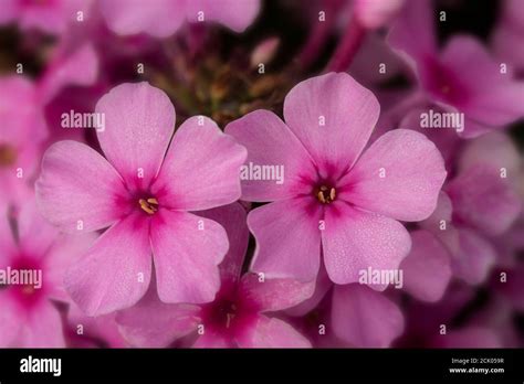 Phlox Paniculata Eva Cullum Close Up Natural Flower Portrait Stock