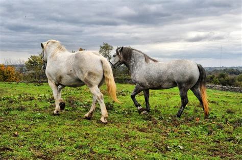 11 Stunning Photos Of Horses In Kentucky