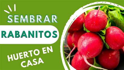 Mira Como Sembrar Rabanitos En Maceta Y Cultivarlos En Tu Huerto