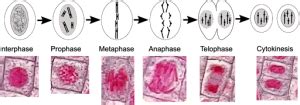 M phase: Mitosis – Chromosomes, Genes, and Traits: An Introduction to Genetics