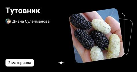Тутовник | Диана Сулейманова | Дзен