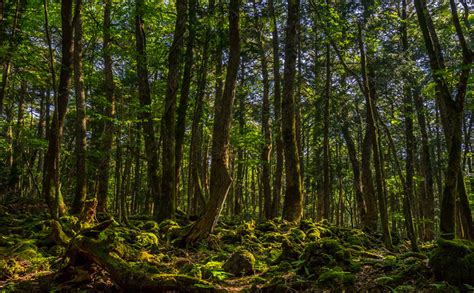 Los Bosques M S Impactantes Del Mundo Voz Universidad Ucad