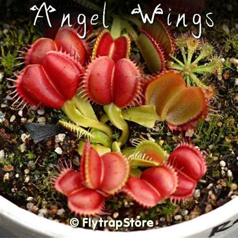 Dionaea Muscipula Giant Clip Flytrap Seeds Pcs Bestseedsonline