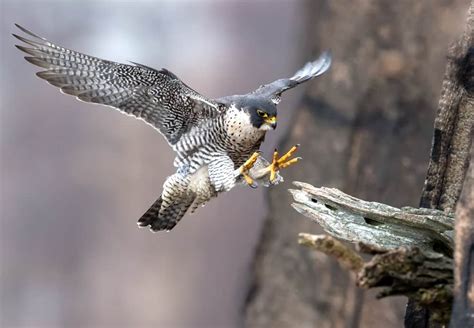 What Do Falcons Eat? (Diet & Facts)