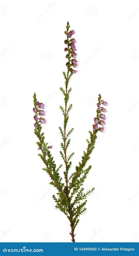 Small Heather Branch With Flowers Stock Photo Image Of Natural Bush