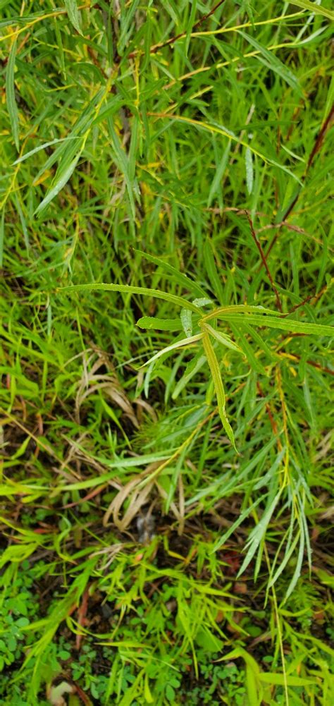 Sandbar Willow Awes Agroforestry And Woodlot Extension Society Of