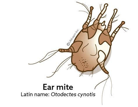 What Are Ear Mites? - Snodgrass Veterinary Medical Center