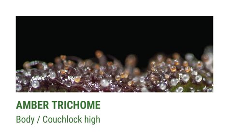 Cannabis Trichomes Importance Rqs Blog