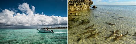 Aldabra-Atoll-gallery-2 - Africa Geographic