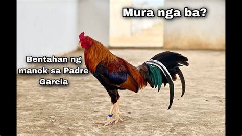 Presyo Ng Mga Quality Na Manok Sa Padre Garcia YouTube