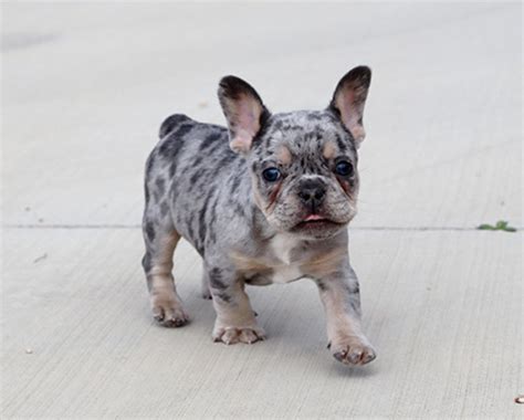 French Bulldog Puppies Blue Merle - Pets Lovers