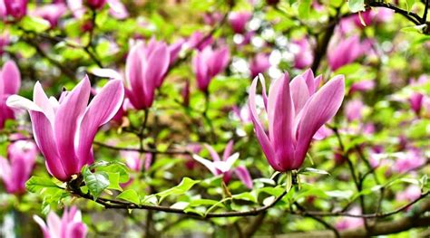 9 Different Types of Purple Flowering Magnolia Tree Varieties