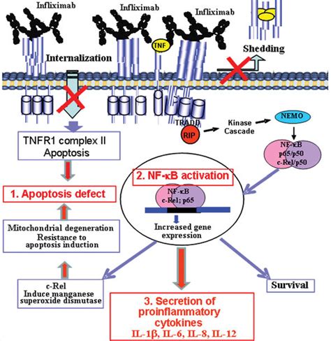 Anti Tnf Drug Infliximab Activates Nf κb C Rel And P65 Subunits And