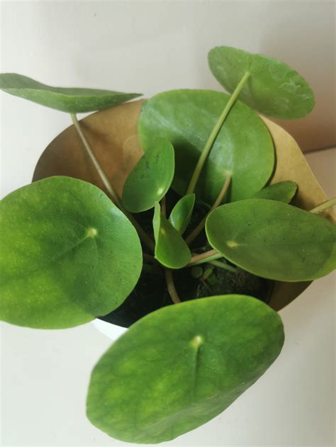 Pénzlevelű pilea Pilea peperomioides