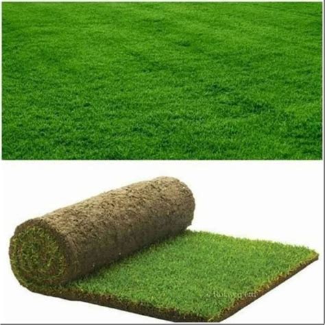 Green Round Natural Nilgiri Grass For Garden Feet At Rs Sq Ft In