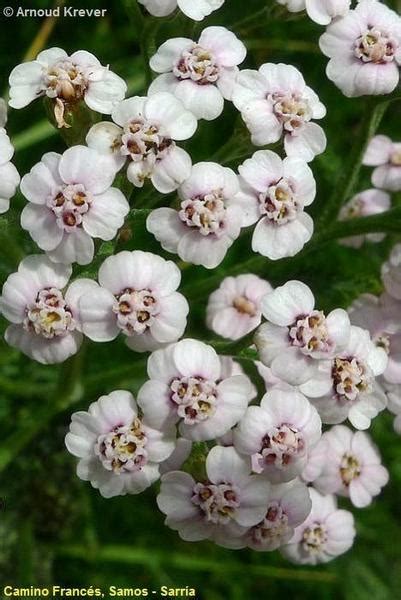 Achillea Millefolium Flores De Los Caminos A Santiago