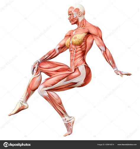 Rendering Female Figure Muscle Maps Isolated White Background Stock