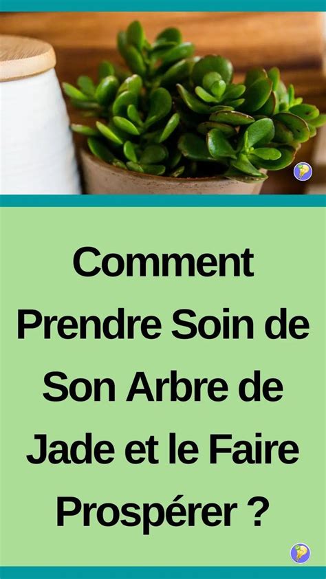 Larbre De Jade Conseils Dentretien Ne Pas Rater Crassula