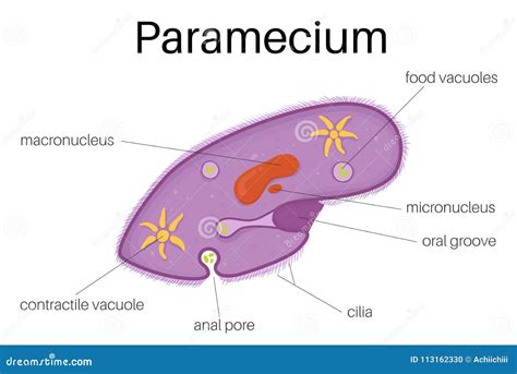 TheÂ structure Â ofÂ paramecium Stock Vector - Illustration of nucleus ...