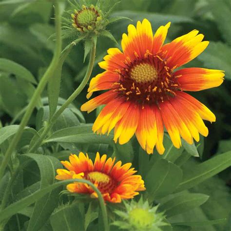 40 Perennials for the Best Summer Garden – Page 16 – Home Addict