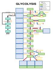 Glycolysis Chart Blank.pdf - GLYCOLYSIS Step number Type of reaction ...