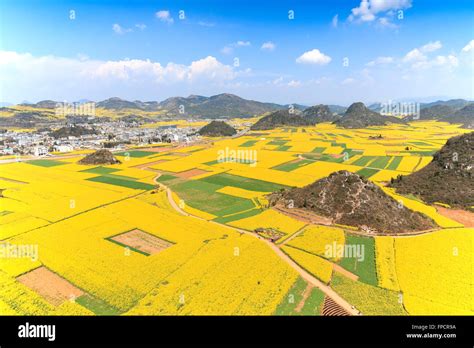 Rapeseed Flowers Of Luoping In Yunnan China Stock Photo Alamy