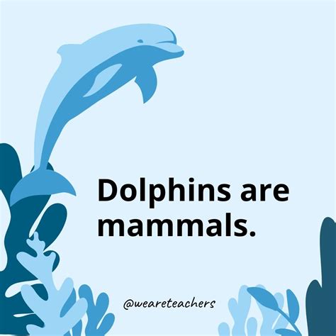 40 Dolphin Facts That Will Blow Your Mind