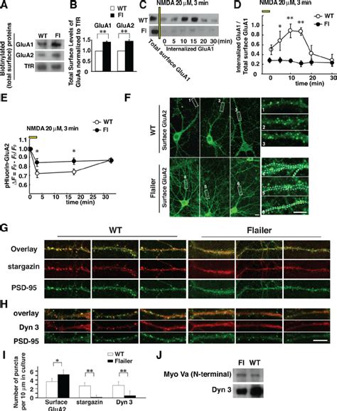 AMPARs Accumulate On Cell Surface In Flailer Fl Neurons A B