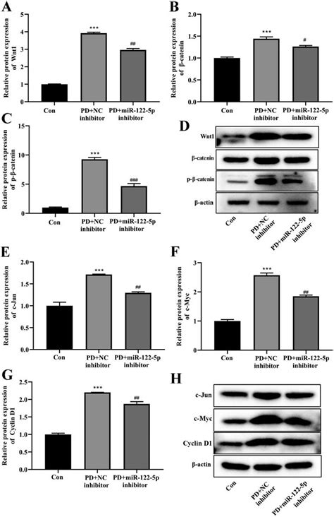 Mir 122 5p Promotes Peritoneal Fibrosis In A Rat Model Of Peritoneal