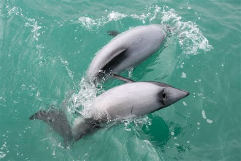 animaux marins-17 - On met les voiles | Blog voyage en France et autour ...