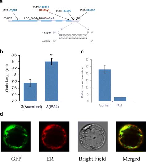 Osa Mirf Akr Precursors And Its Putative Target Gene Acyp A Is