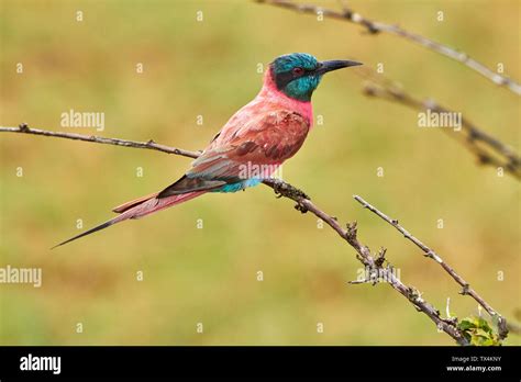 Africa Uganda Fort Portal Elizabeth National Park Bee Eater On A