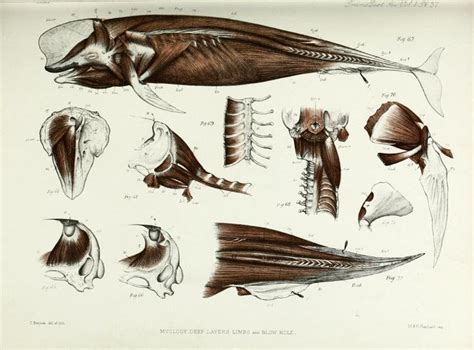 Anatomy of the porpoise. Transactions of the zoological society of ...