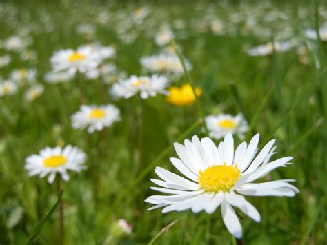 Daisies Page 5 HD Wallpapers Backgrounds