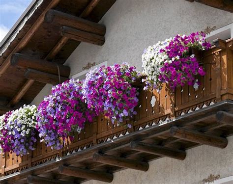 Najlepsze Kwiaty Na Balkon Jakie Ro Liny Sprawdz Si Na Balkonie E