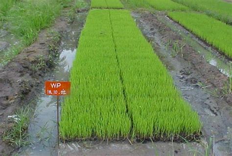 Agriculture Crop Production Cereals Rice