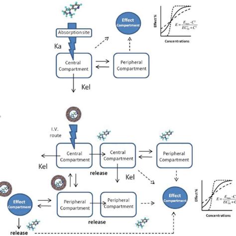 Schematic Representation Of Pk Pd Relationships And Efficacy And