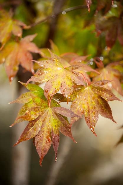 Premium Photo | Maple tree leaves in autumn