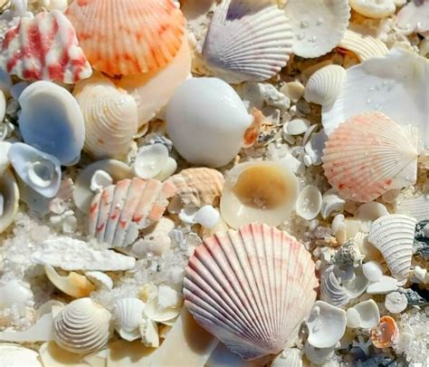 Florida Shelling Navarre Beach Florida Seashells 🐚 Florida Panhandle