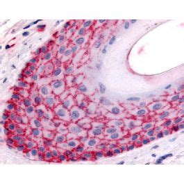 FAP / FAP Alpha (Extracellular Domain) antibody